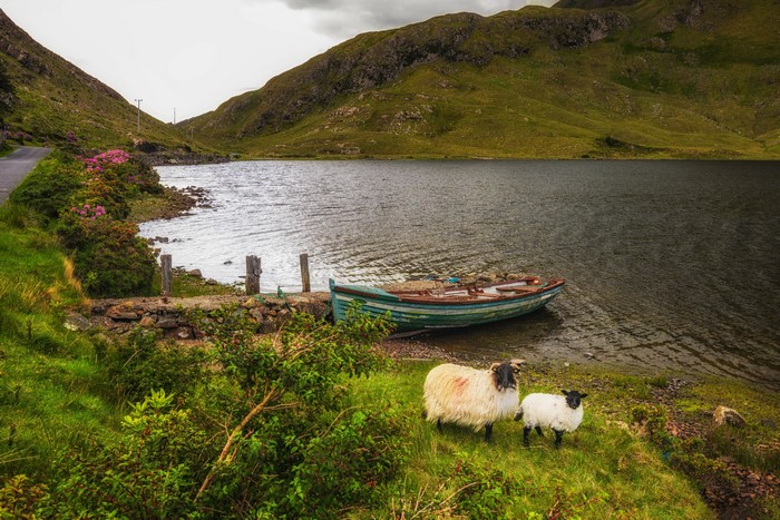 Sheep and boat by a lake in Salrock, Ireland