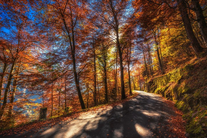 Road through autumn forest in Thun, Switzerland