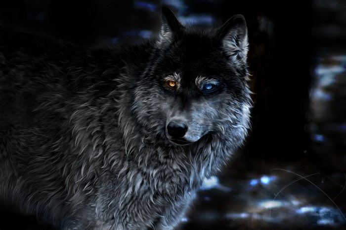Painting of a wolf with heterochromia