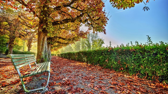 Autumn park with bench and fallen leaves