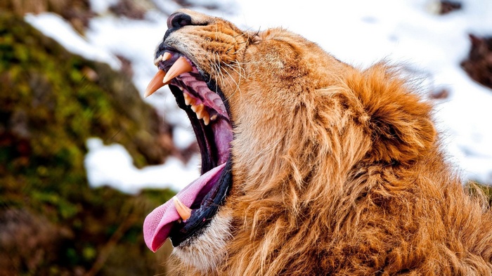 Lion yawning with mouth wide open