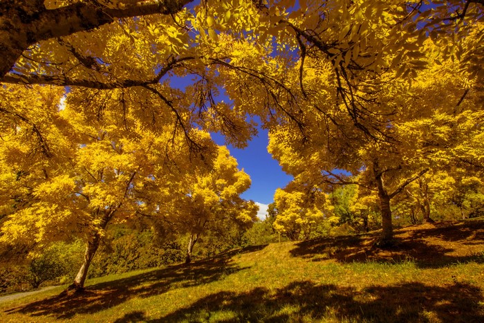 Autumn trees with yellow leaves in a park
