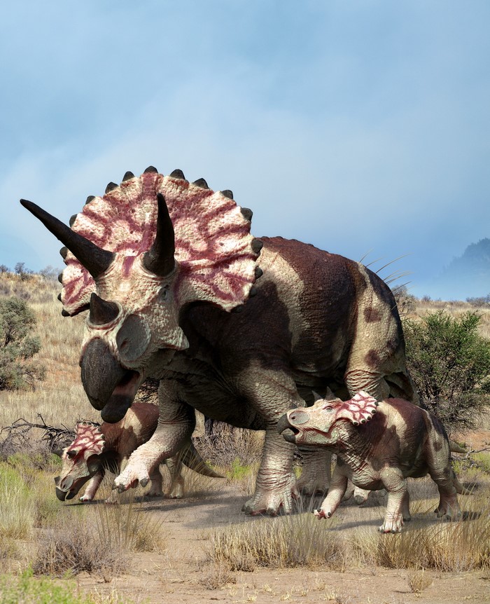 Triceratops family in a dry landscape