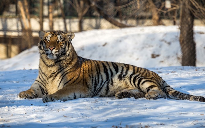 Tiger lying in the snow