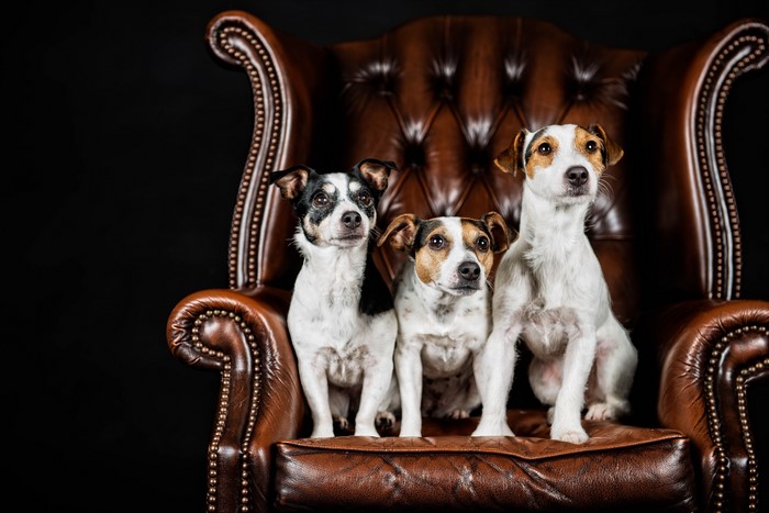 Three Jack Russell terriers on a leather armchair