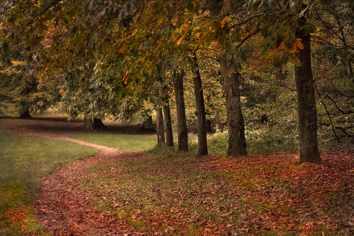 Autumn path through a forest with fallen leaves