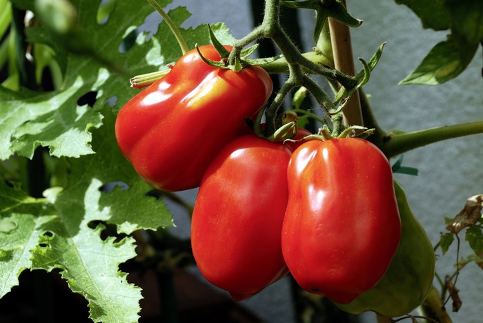Close-up of ripe red Roma tomatoes on the vine