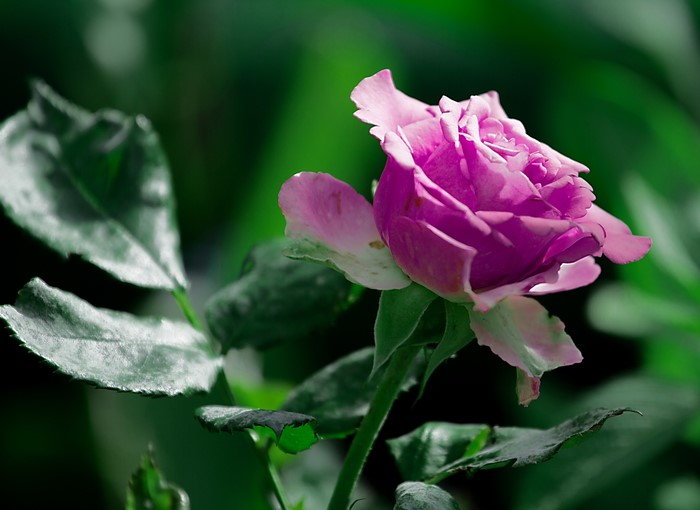 Violet Rose Closeup