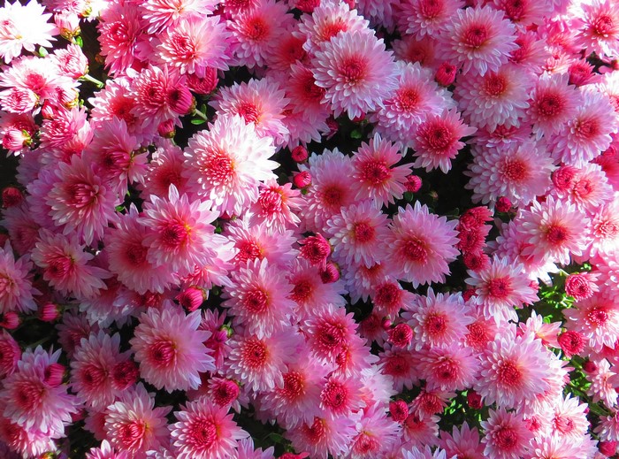 A close-up of many pink chrysanthemums