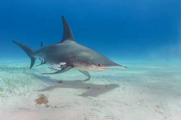 4K Underwater World with Sharks
