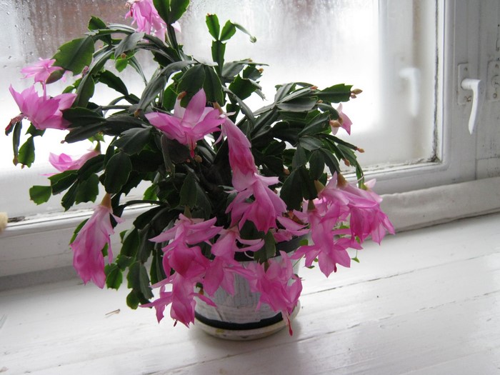 Pink Schlumbergera cactus flowers on a windowsill
