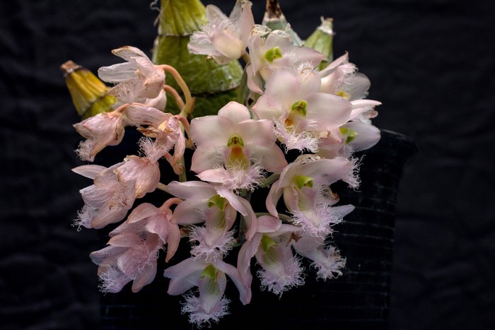 Close-up of a cluster of pink orchids