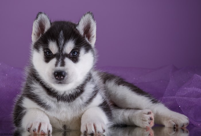 Husky puppy lying down on purple fabric