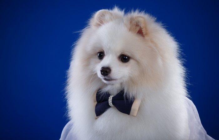 White Pomeranian dog wearing a bow tie