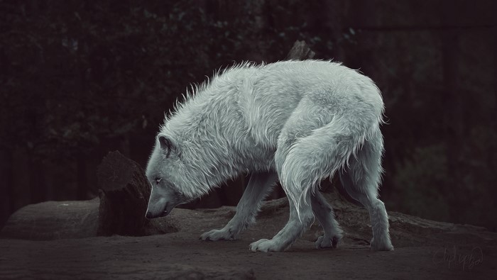 4K Painting Art of a White Wolf