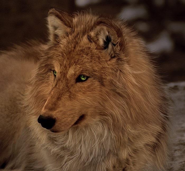 Painting of a wolf with glowing green eyes
