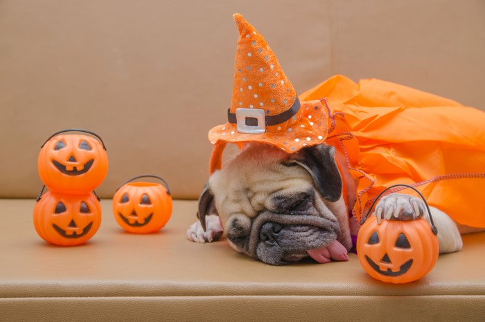 Pug in Halloween Witch Hat with Pumpkin Buckets