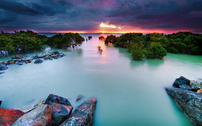 Mangrove trees in water at sunset