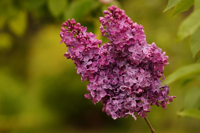Purple Lilac Flowers