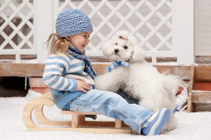Girl and Bolognese dog on a sled in winter