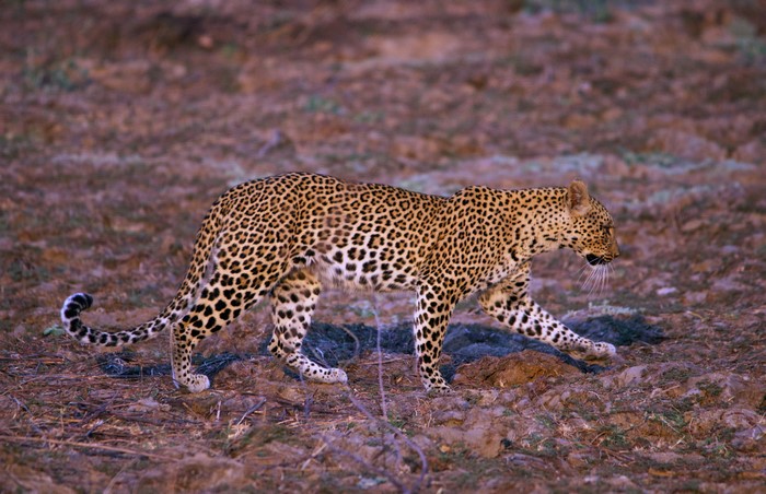 Leopard walking on dry ground
