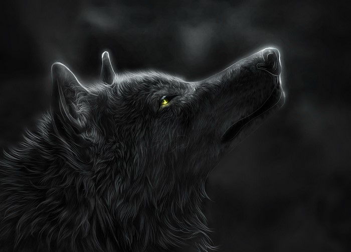 A black wolf howling at night