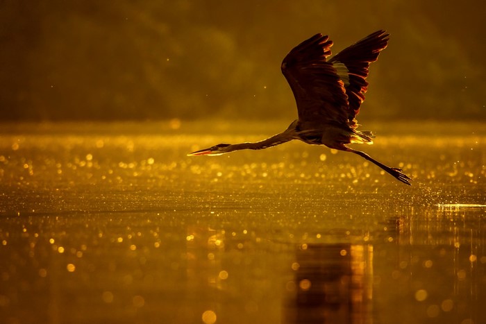 Heron flying over golden water at sunset