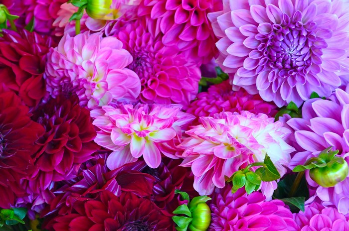 Close-up of pink and purple dahlias