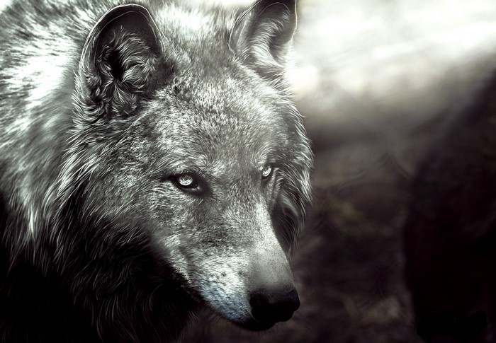 Black and white painting of a wolf's head