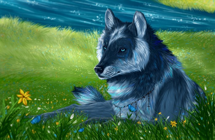 Wolf with blue eyes in a grassy field