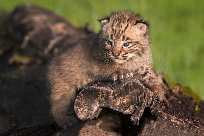 Baby Bobcat Kitten on a Log