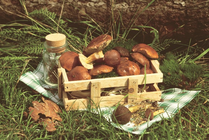 Mushrooms in a wooden crate on grass