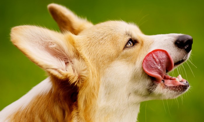 Close-up of a Welsh Corgi licking its nose
