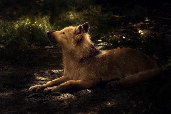 Painting of a wolf in dappled sunlight