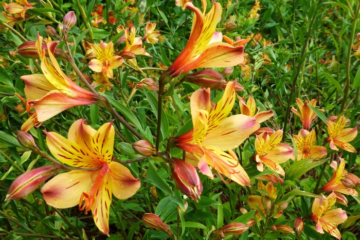 Orange and yellow Alstroemeria flowers with buds