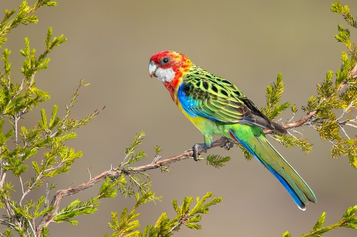 Eastern Rosella parrot perched on a branch