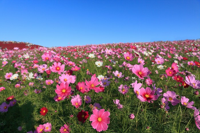 Field of Cosmos Flowers Under Blue Sky