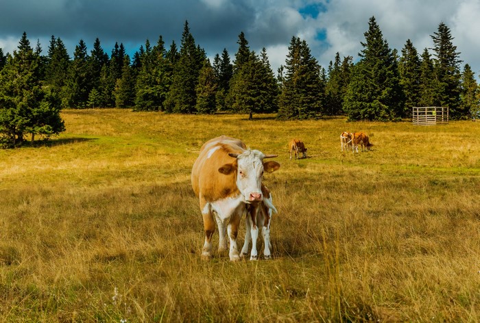 Cows grazing in a grassy field with a forest background