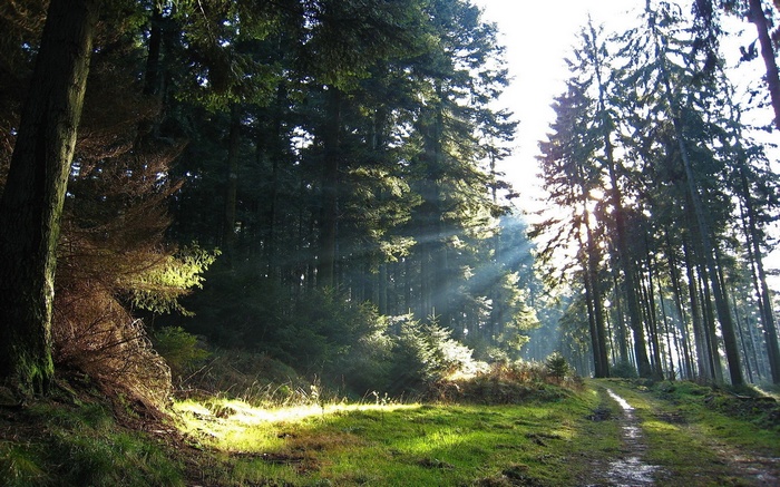 Sunlight beams through a dense forest onto a path