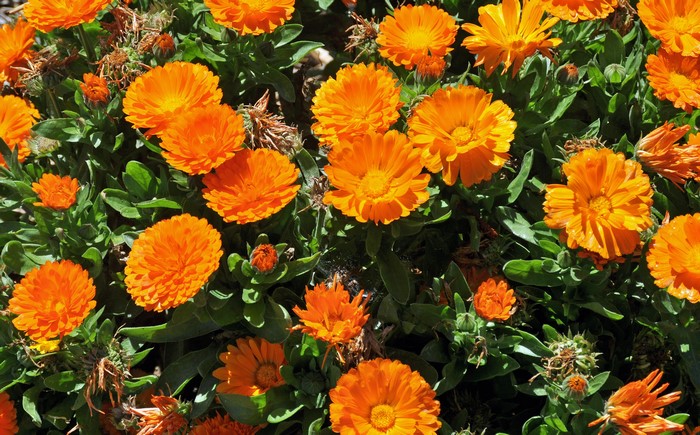 Orange Calendula Flowers in Bloom