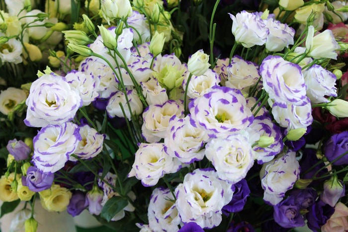Close-up of white and purple Eustoma flowers
