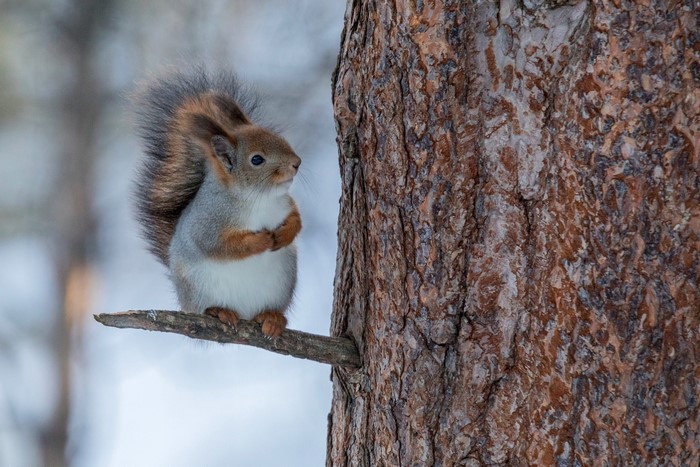 Squirrel sitting on a tree branch in winter