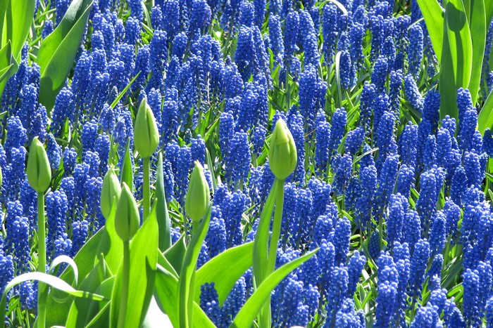 Blue Muscari flowers and green tulip buds