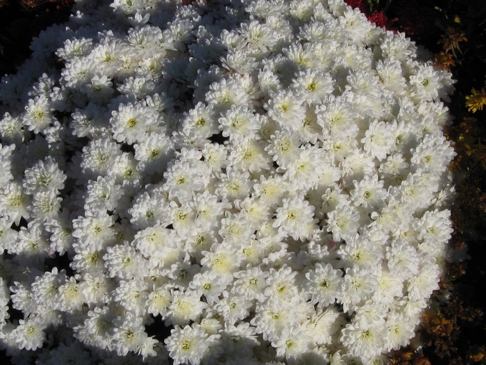A large cluster of white chrysanthemums