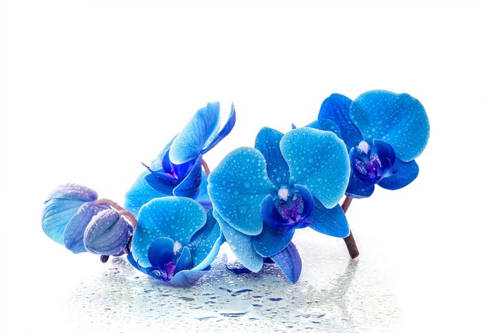 Blue orchids with water drops on a white background