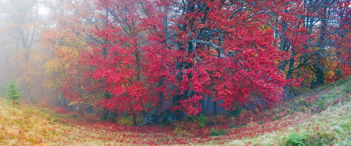 Autumn forest in Zakarpattia, Ukraine