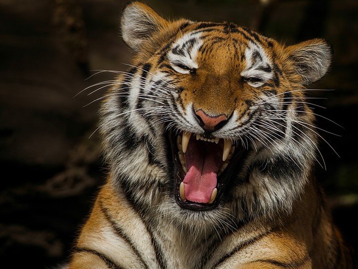 Tiger yawning with mouth wide open