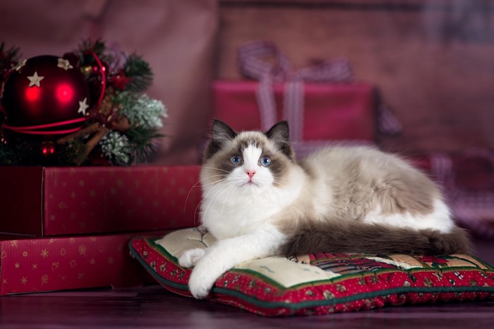 Ragdoll cat on a pillow with Christmas gifts