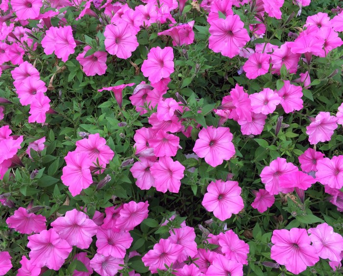 Pink Petunias in Bloom