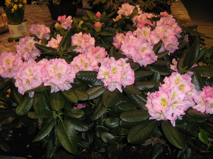 Pink Rhododendron flowers with dark green foliage